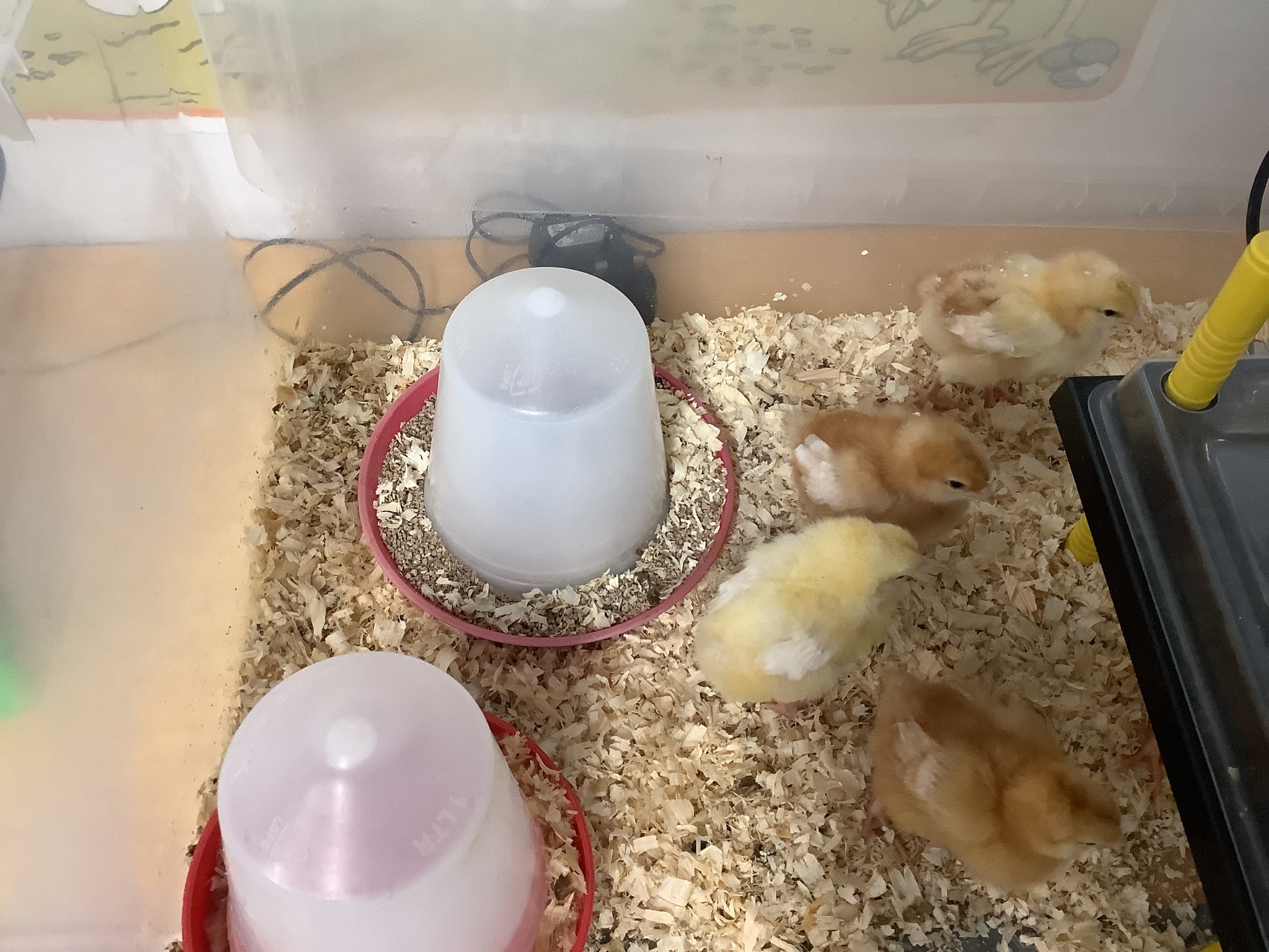 Image of Reception Chicks